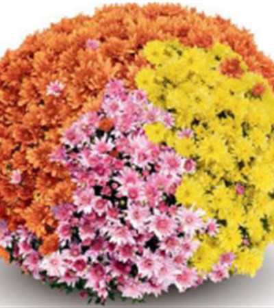 Belgian Mums® Arluno Mix